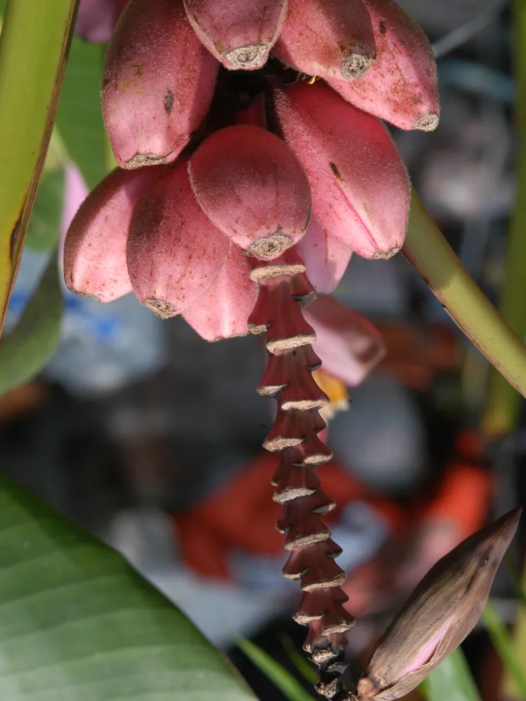 musa ornata plant showing characteristic features