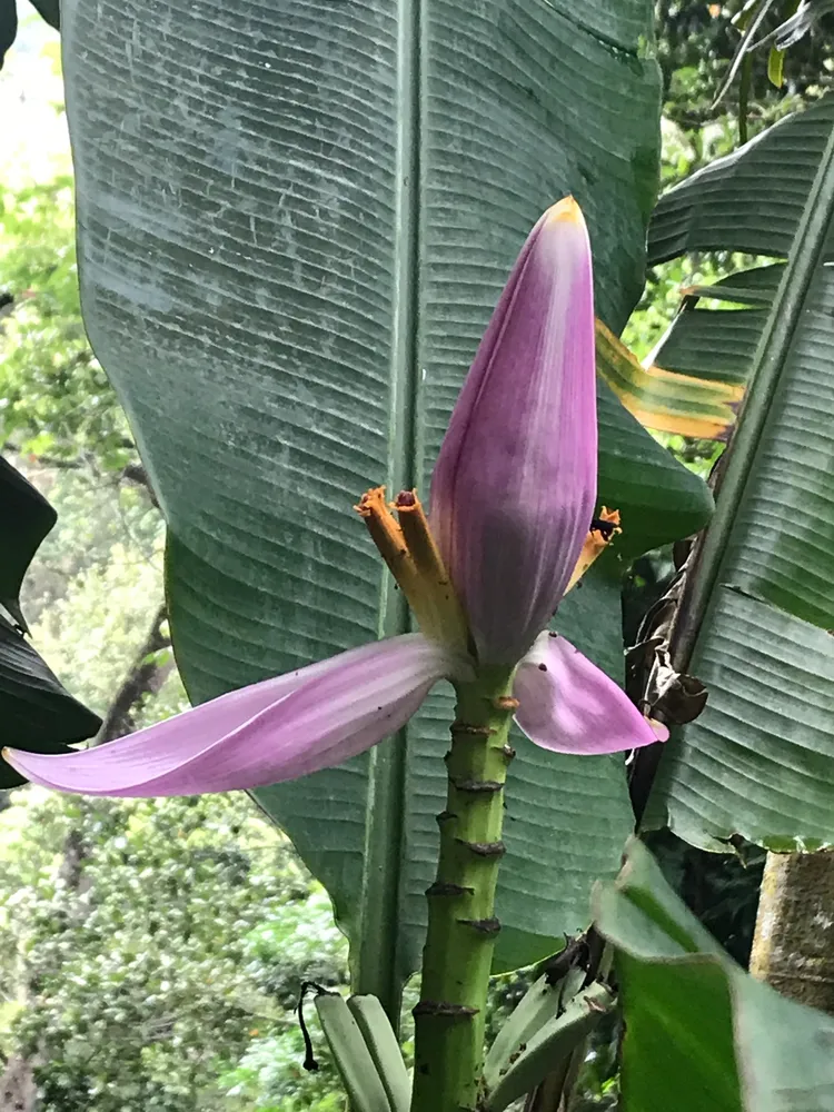 musa ornata plant showing characteristic features