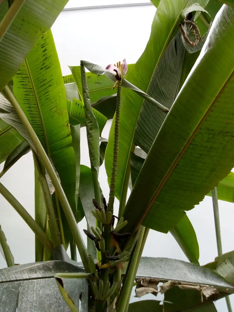 musa ornata plant showing characteristic features