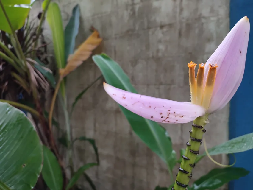 musa ornata plant showing characteristic features