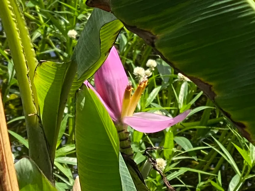 musa ornata plant showing characteristic features