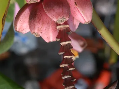 thumbnail musa ornata