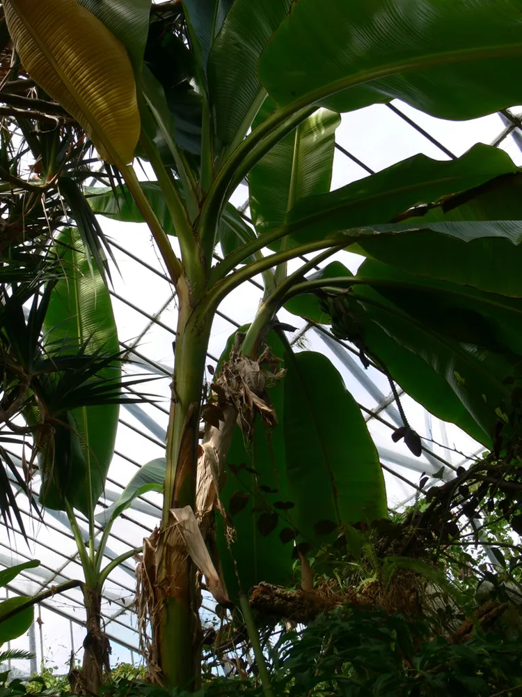musa sikkimensis plant showing characteristic features
