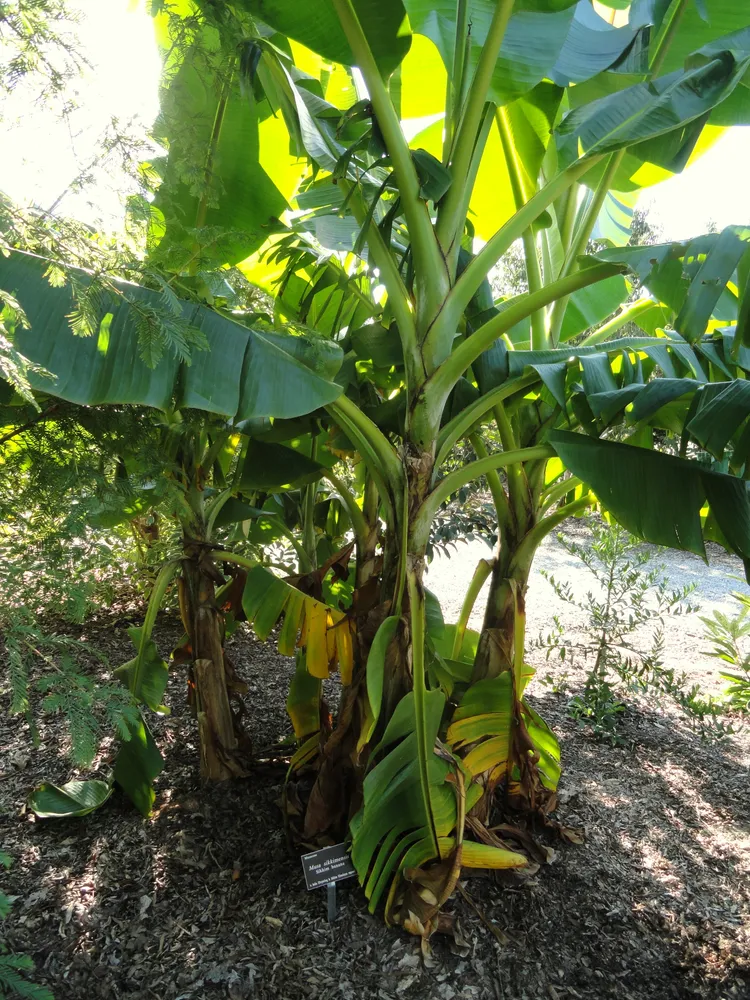 musa sikkimensis plant showing characteristic features
