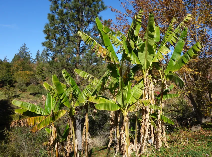 musa sikkimensis plant showing characteristic features