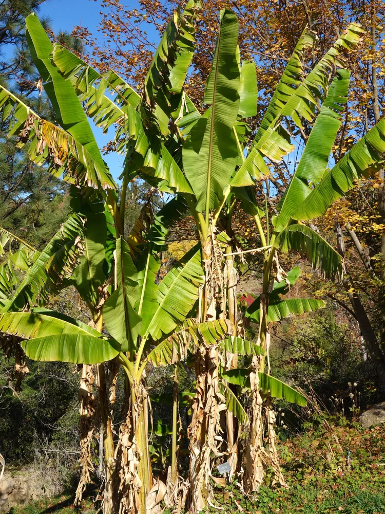 musa sikkimensis plant showing characteristic features