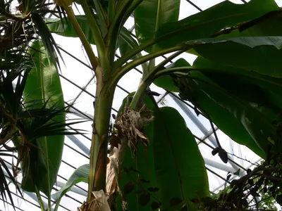 thumbnail musa sikkimensis