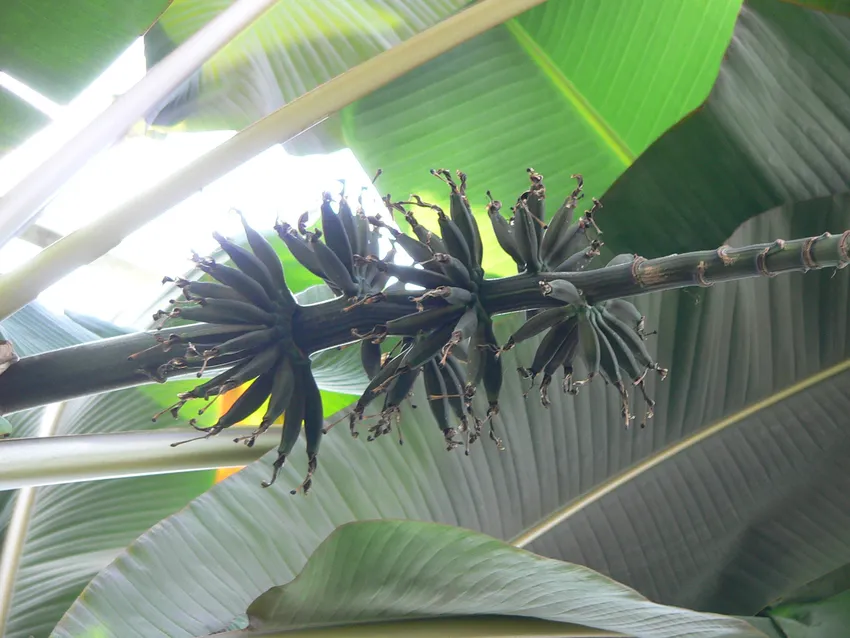 musa sumatrana plant showing characteristic features