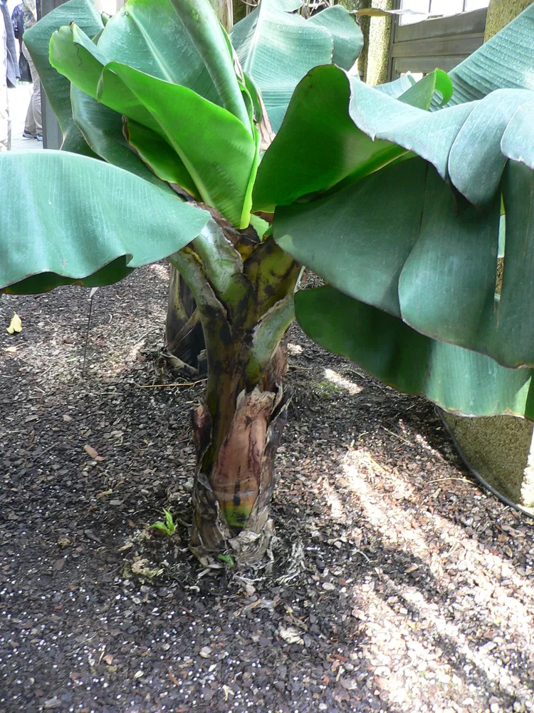 musa sumatrana plant showing characteristic features