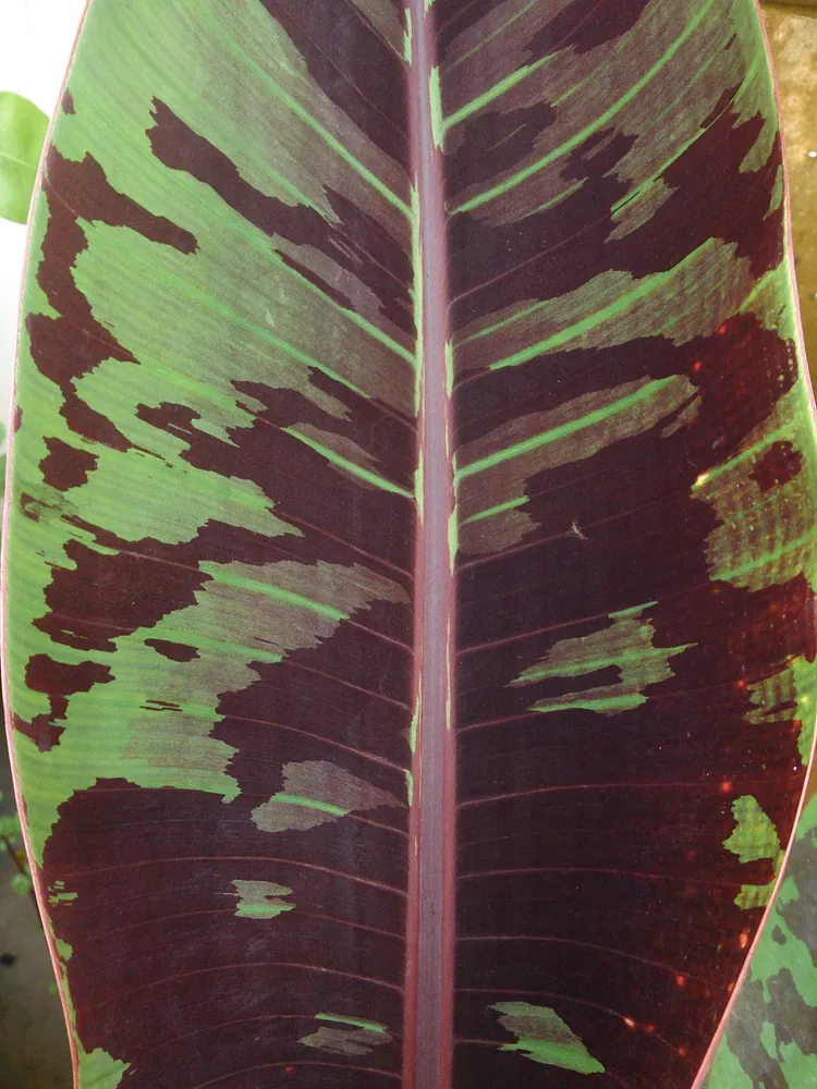 musa sumatrana plant showing characteristic features