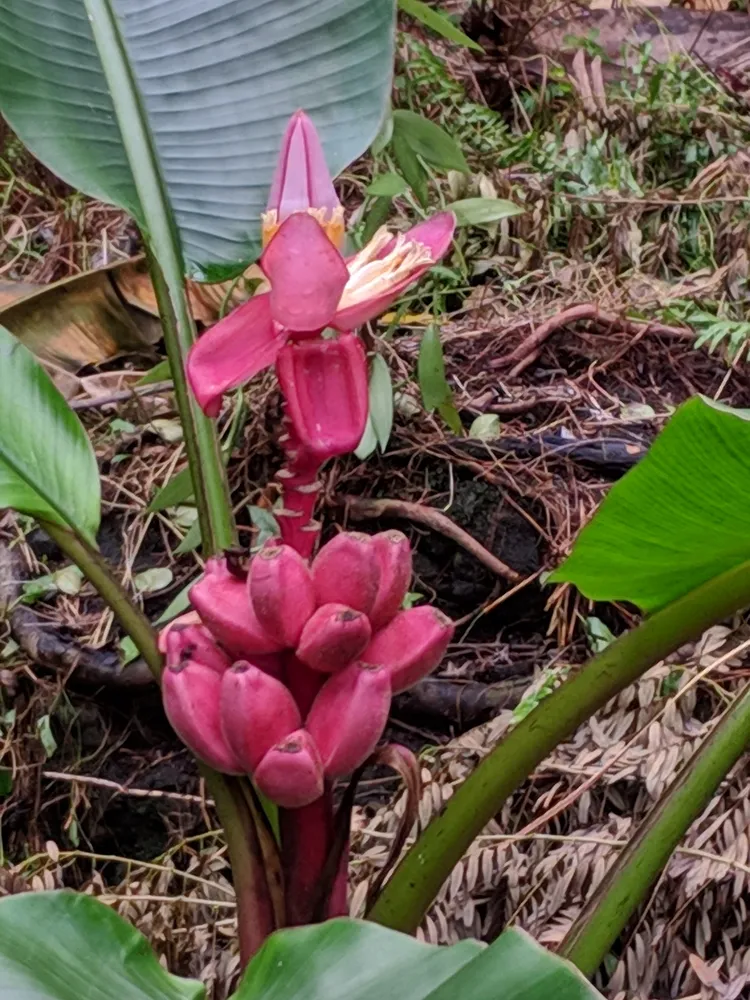 musa velutina plant showing characteristic features