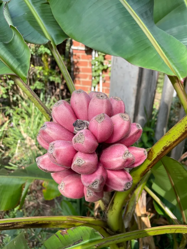 musa velutina plant showing characteristic features