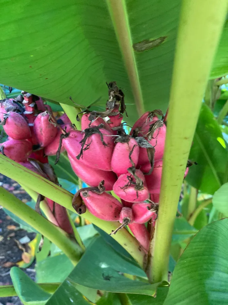 musa velutina plant showing characteristic features