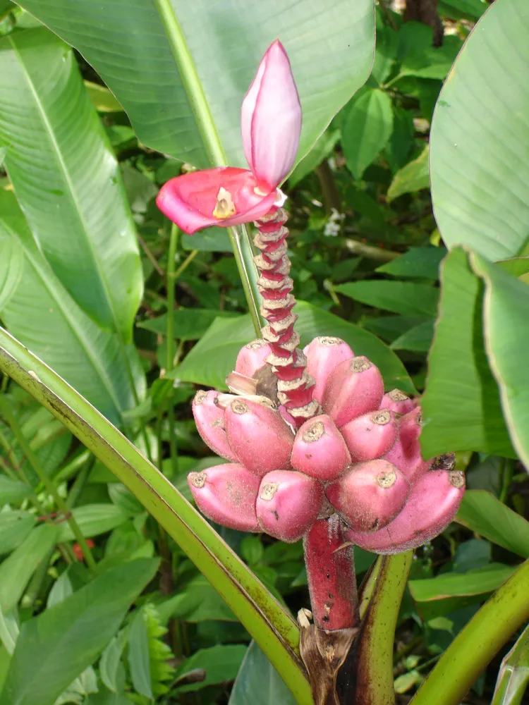 musa velutina plant showing characteristic features