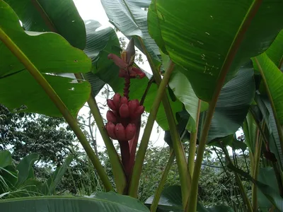 thumbnail musa velutina