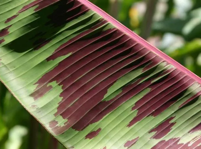 musa zebrina plant showing characteristic features