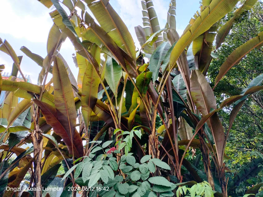 musa zebrina plant showing characteristic features