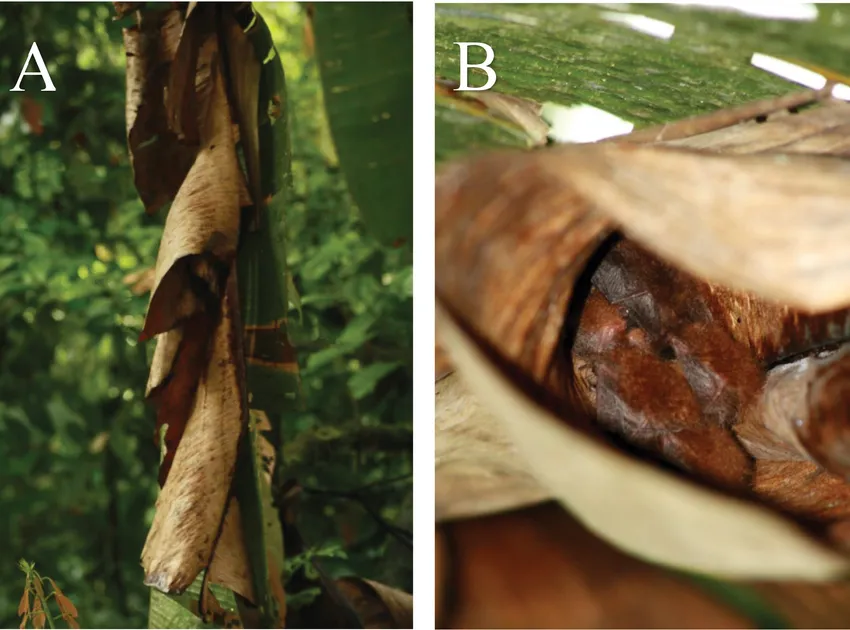 musa zebrina plant showing characteristic features
