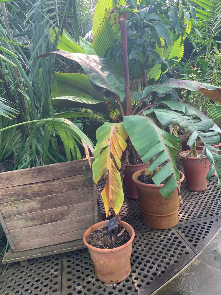 musa zebrina plant showing characteristic features