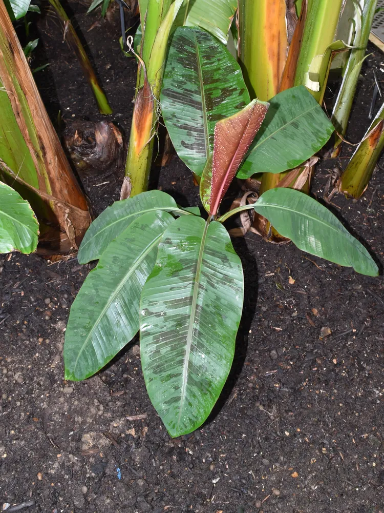 musa zebrina plant showing characteristic features