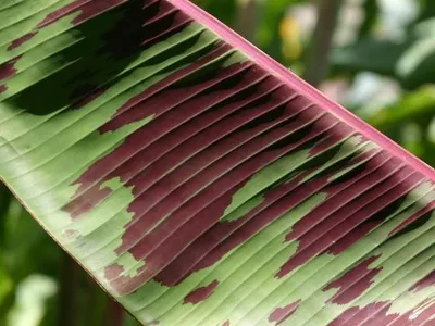 thumbnail musa zebrina