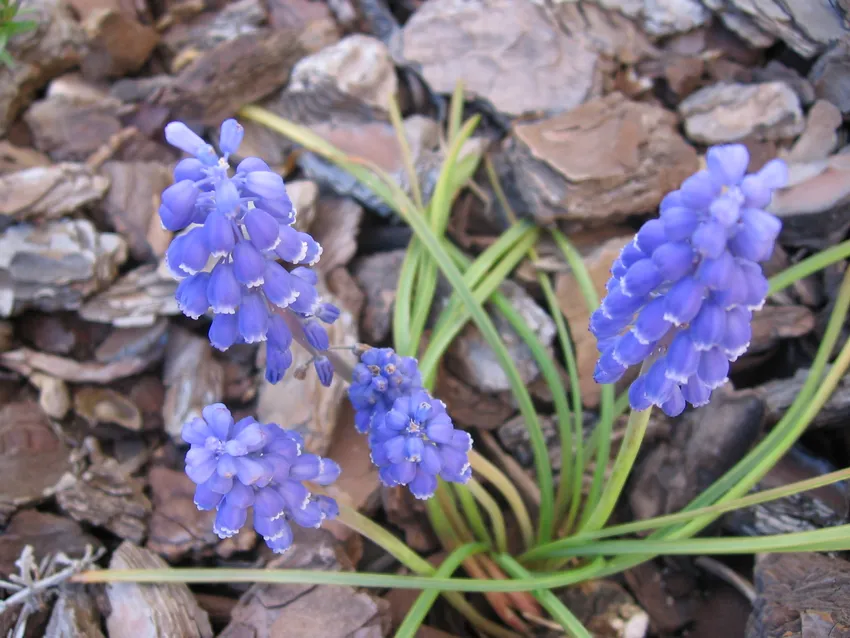 muscari armeniacum plant showing characteristic features