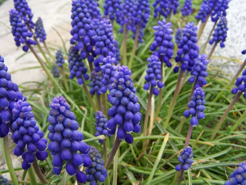 muscari armeniacum plant showing characteristic features