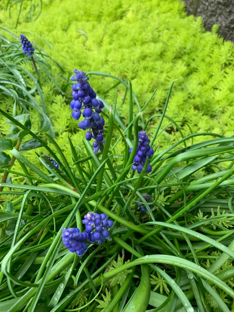 muscari armeniacum plant showing characteristic features