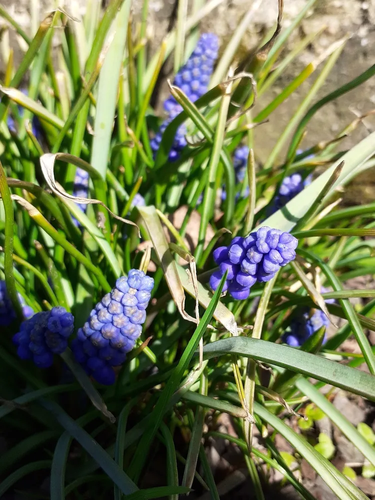 muscari armeniacum plant showing characteristic features