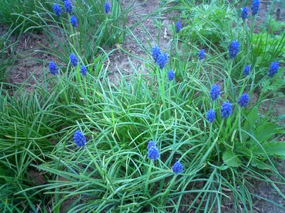 thumbnail muscari armeniacum