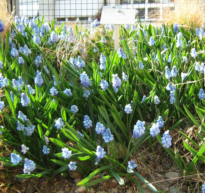 muscari aucheri plant showing characteristic features