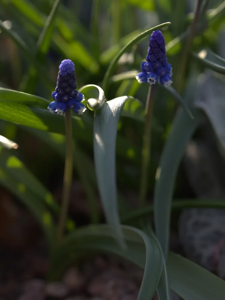muscari aucheri plant showing characteristic features