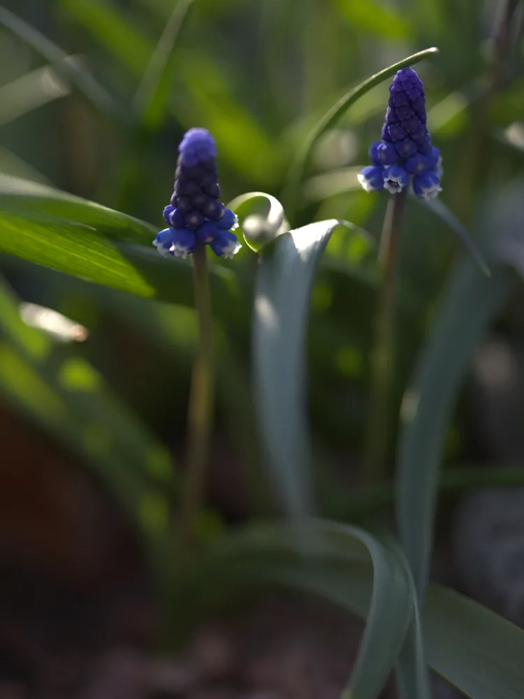muscari aucheri plant showing characteristic features