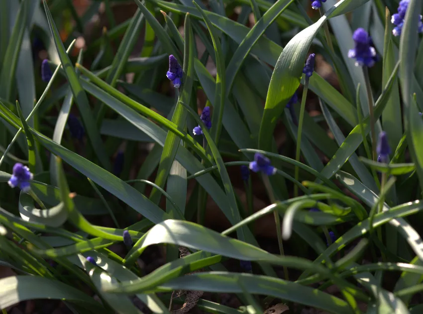 muscari aucheri plant showing characteristic features