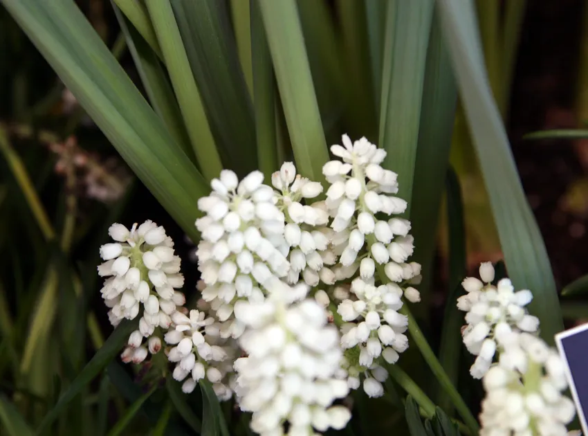 muscari aucheri plant showing characteristic features