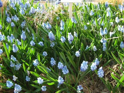 thumbnail muscari aucheri
