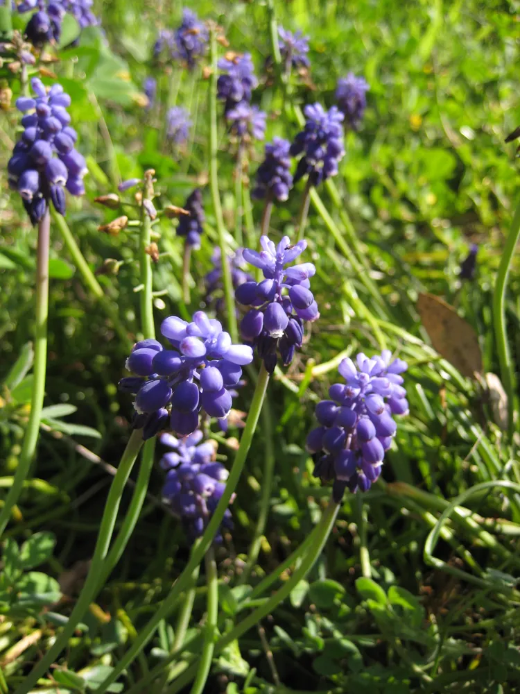 Plante muscari botryoides montrant ses caractéristiques typiques