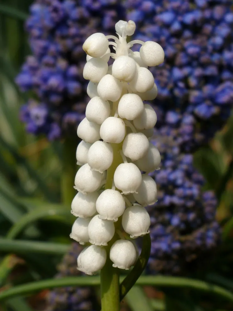 Plante muscari botryoides montrant ses caractéristiques typiques