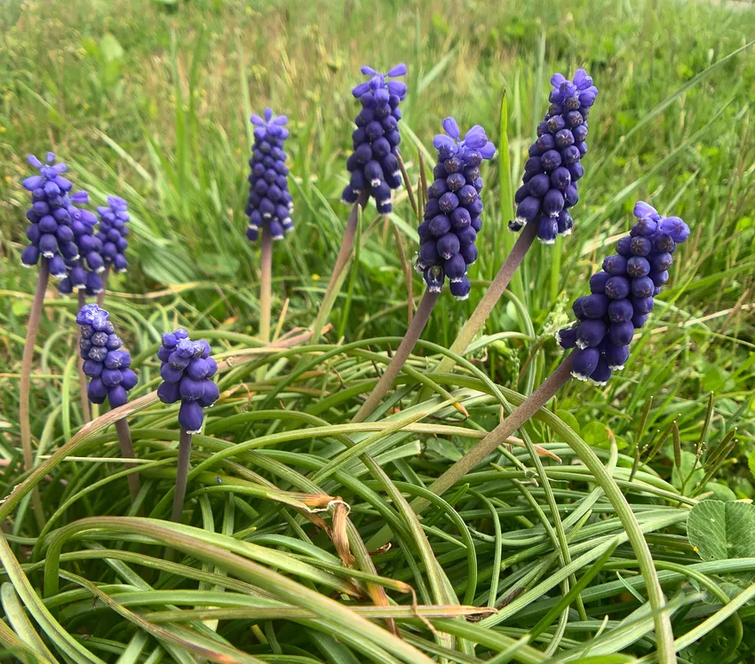 Plante muscari botryoides montrant ses caractéristiques typiques