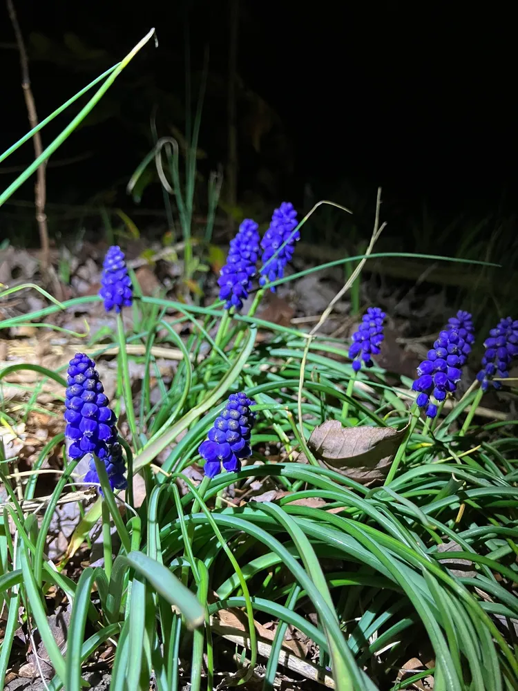 Plante muscari botryoides montrant ses caractéristiques typiques