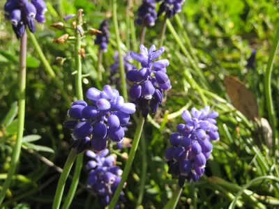 thumbnail muscari botryoides