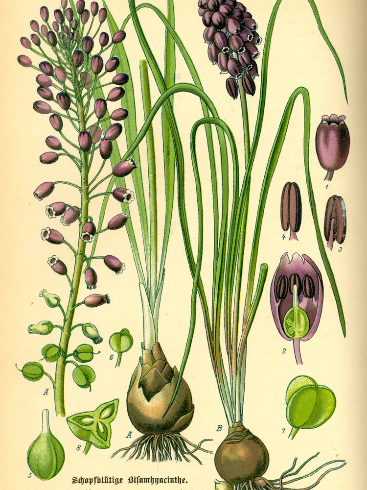 muscari neglectum plant showing characteristic features