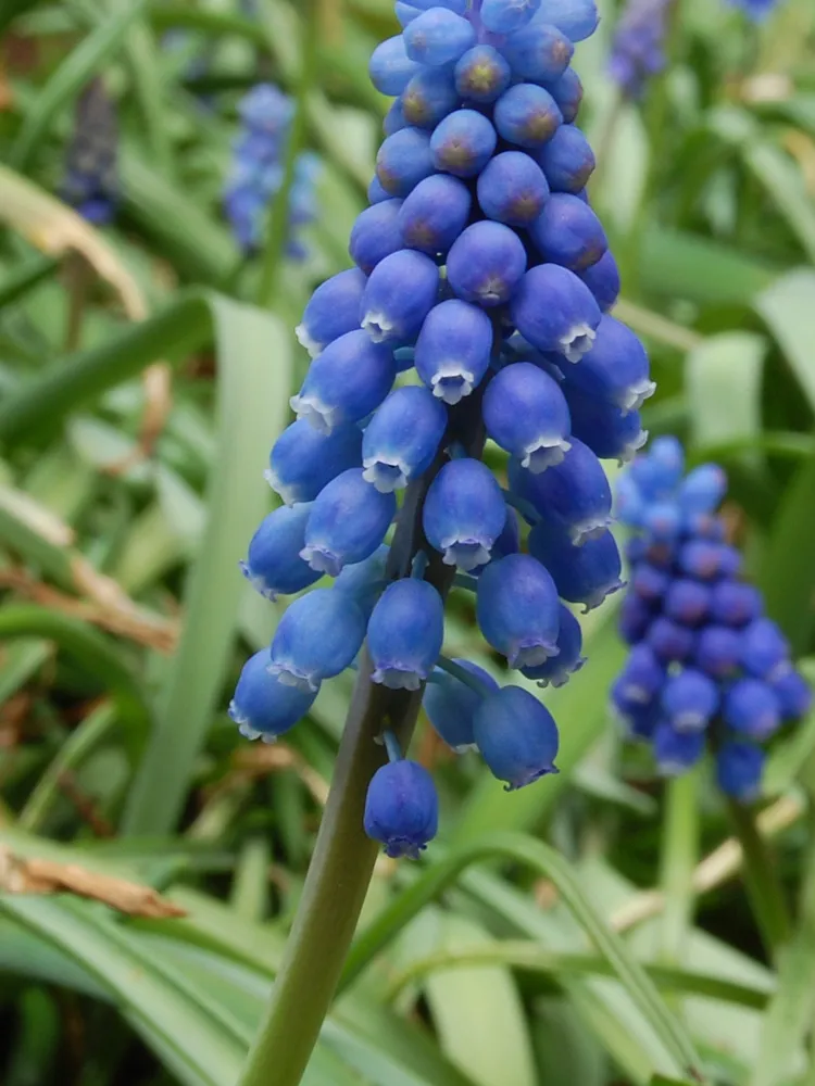 muscari neglectum plant showing characteristic features