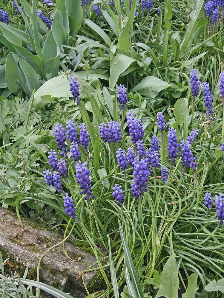 muscari neglectum plant showing characteristic features
