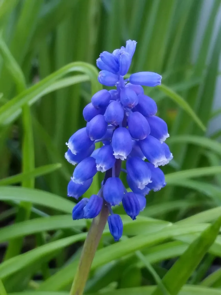 muscari neglectum plant showing characteristic features
