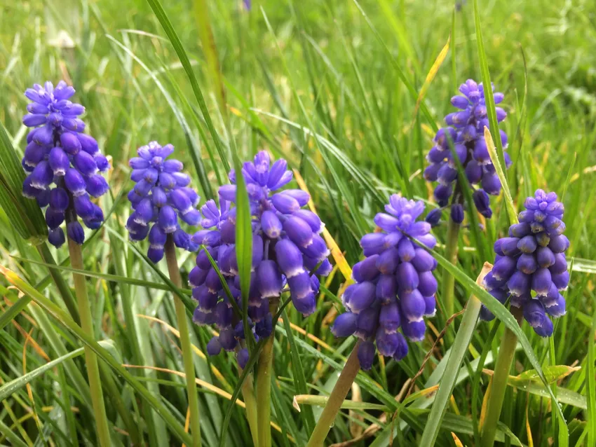 muscari neglectum plant showing characteristic features