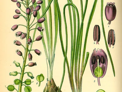 thumbnail muscari neglectum