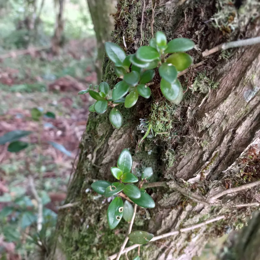 nematanthus australis plant showing characteristic features