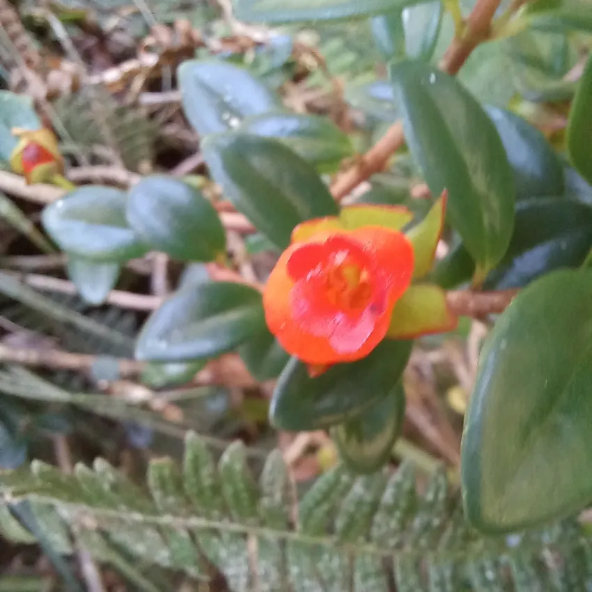 nematanthus australis plant showing characteristic features