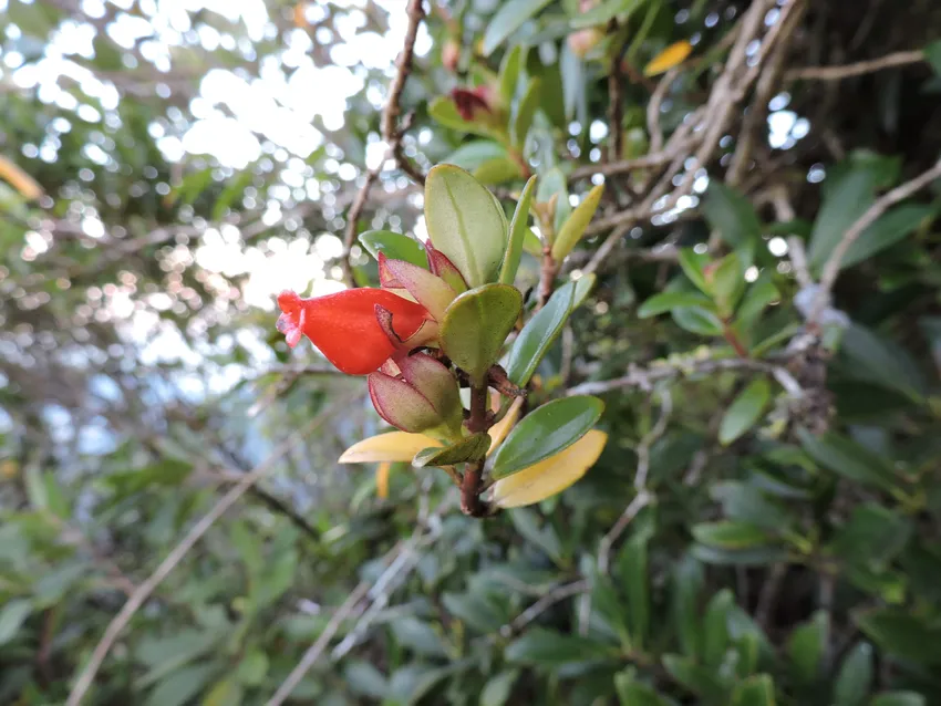 nematanthus australis plant showing characteristic features